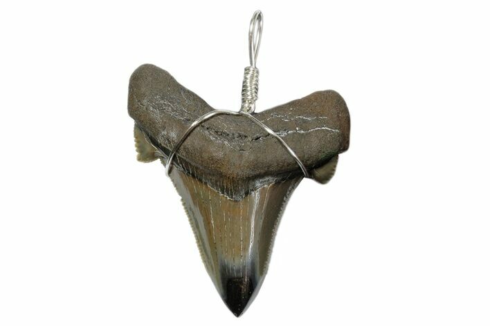Serrated, Fossil Angustidens Shark Tooth Necklace #173885